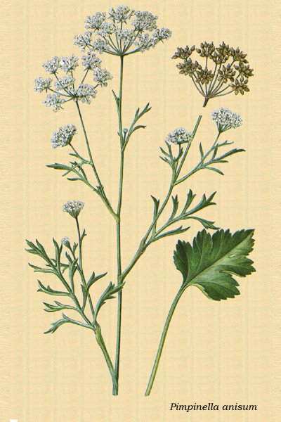 aniseed